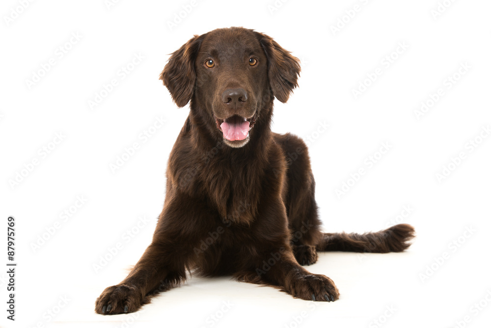 Flat Coated Retriever