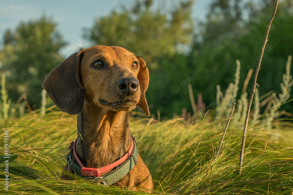 Dog Dachshund Dog Dachshund