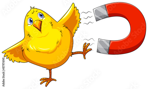 Magnet and chick