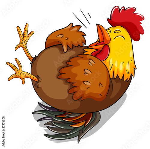 Chicken hen laughing on floor