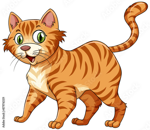 Feline cat in ginger