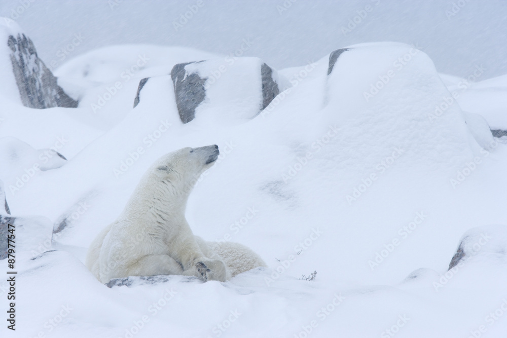 Eisbär Eisbär