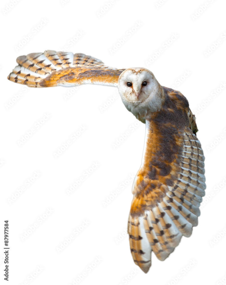 Barn Owl In Flight - obrazy, fototapety, plakaty 