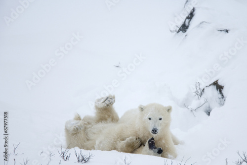 Junge Eisbären