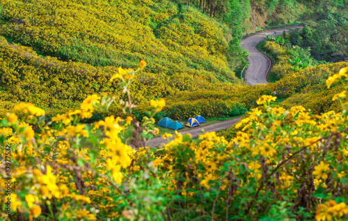 road in Sunflower field in November of each year at Doi Mae U ne