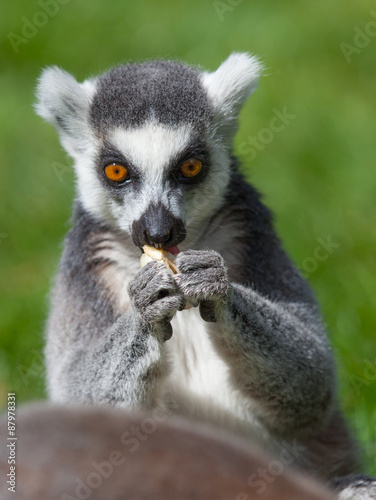 Ring tailed Lemur © shaunwilkinson