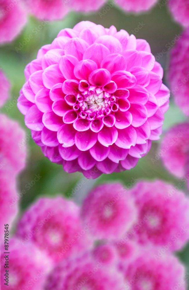 Obraz premium Dahlia