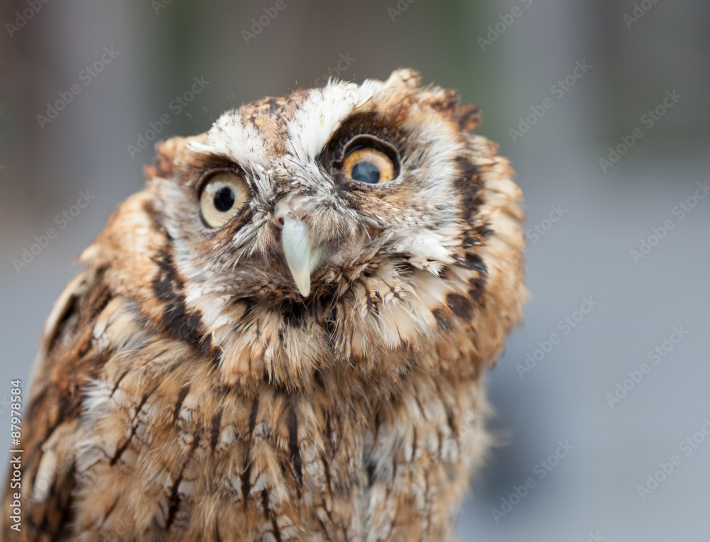 head shot of little owl