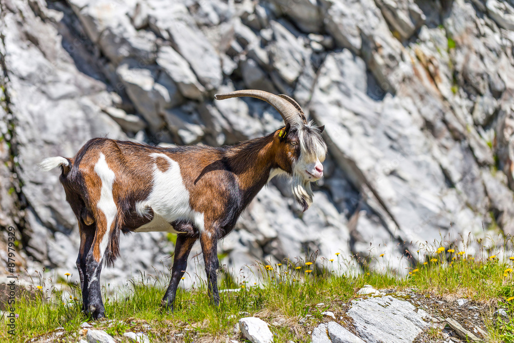 Goat in alp