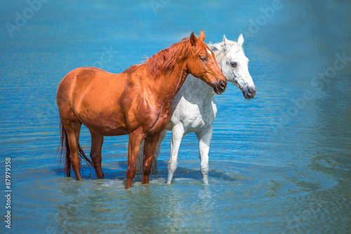 Fototapeta Naklejka Na Ścianę i Meble -  horses