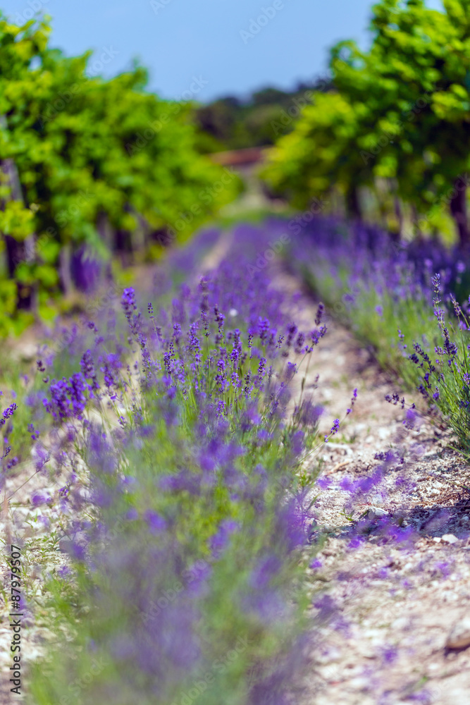 Obraz premium Lavender flower