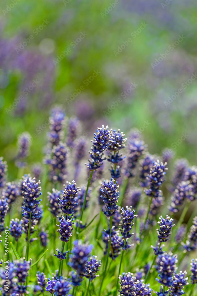 Lavender flowers Lavender flowers