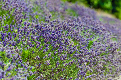 Lavender field