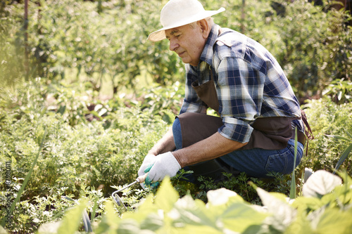 Senior man caring about vegetable garden