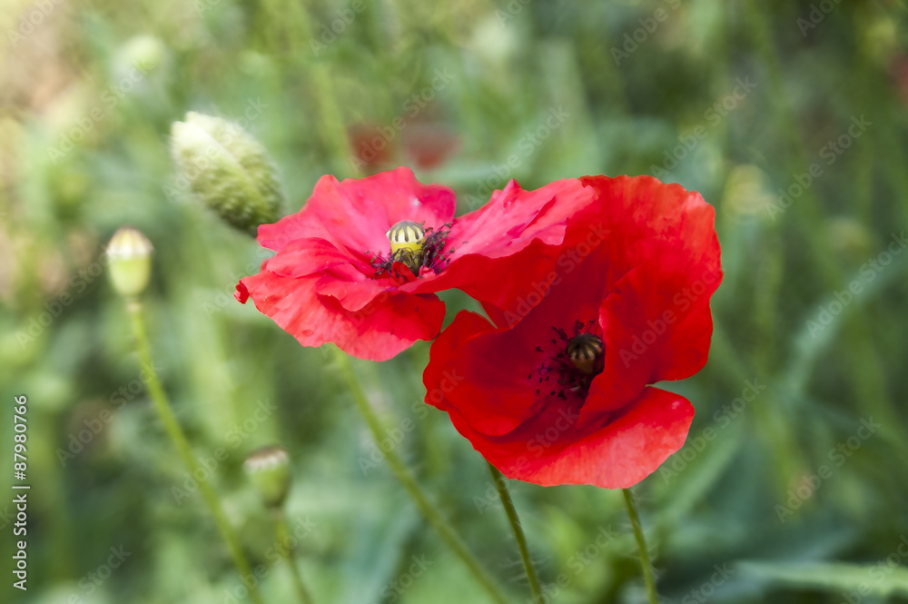 Flowers of red poppy