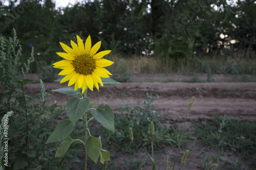 Sunflower © vargabandi