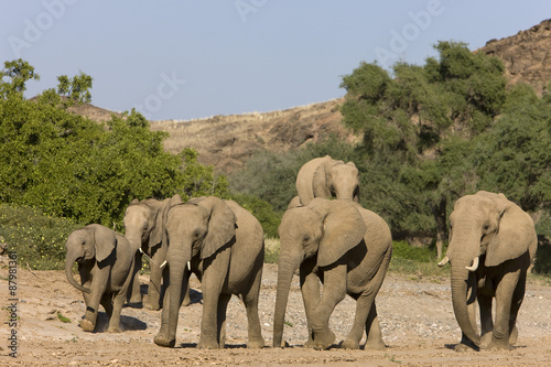 Herde von Wüstenelefanten