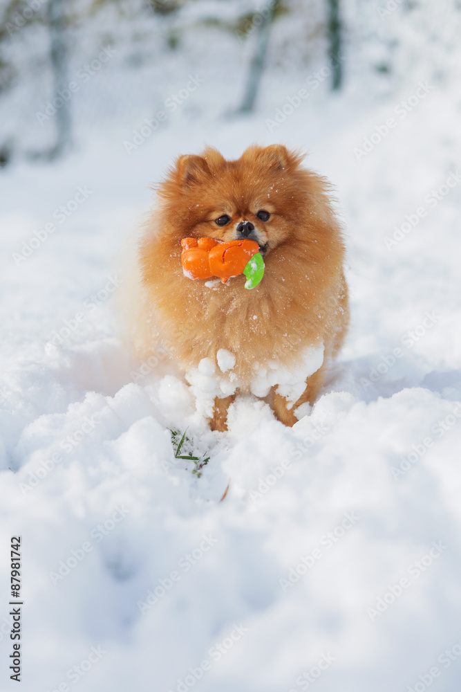 портрет играющего щенка пушистой собаки в снегу