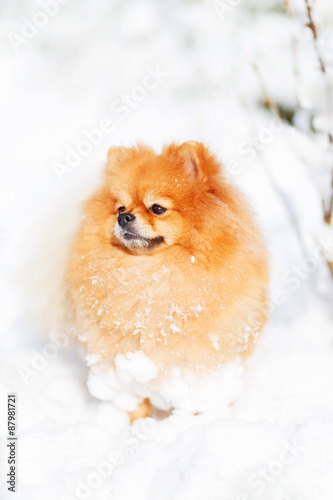 портрет рыжей собака в снегу © beverli