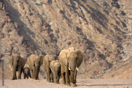 Herde von Wüstenelefanten © aussieanouk
