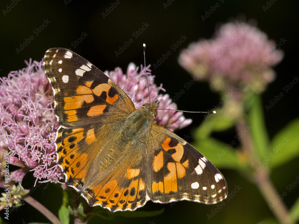 Obraz premium Vanessa cardui