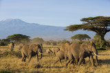 Elefantenherde vor dem Kilimandscharo