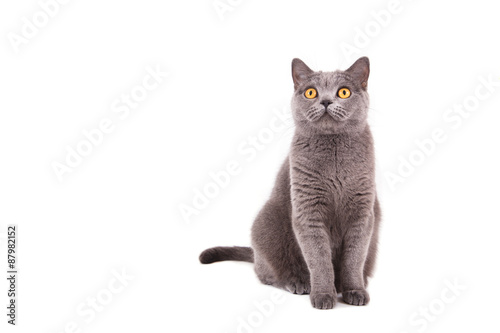 Fototapeta Naklejka Na Ścianę i Meble -  British blue cat on a white background.