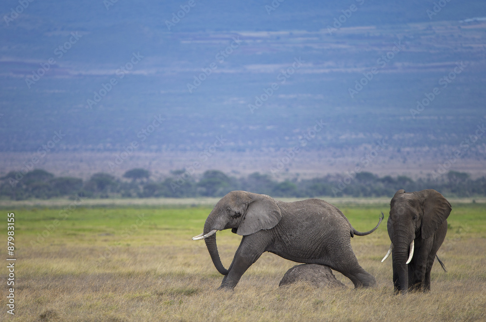 Fototapeta premium Afrikanischer Elefant