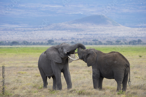 Kämpfende Elefanten © aussieanouk