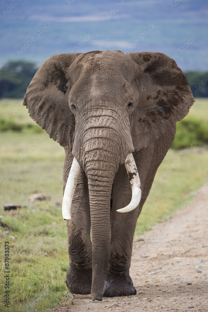 Afrikanischer Elefant