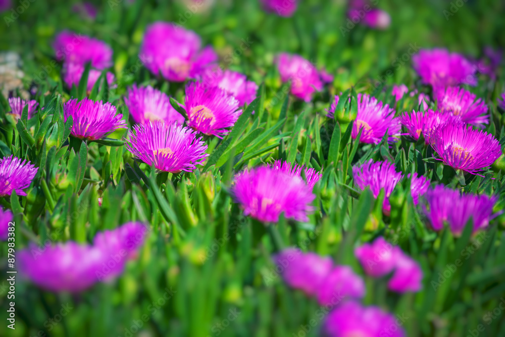 Bright pink flowers 