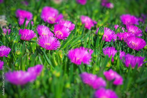 Bright pink flowers 