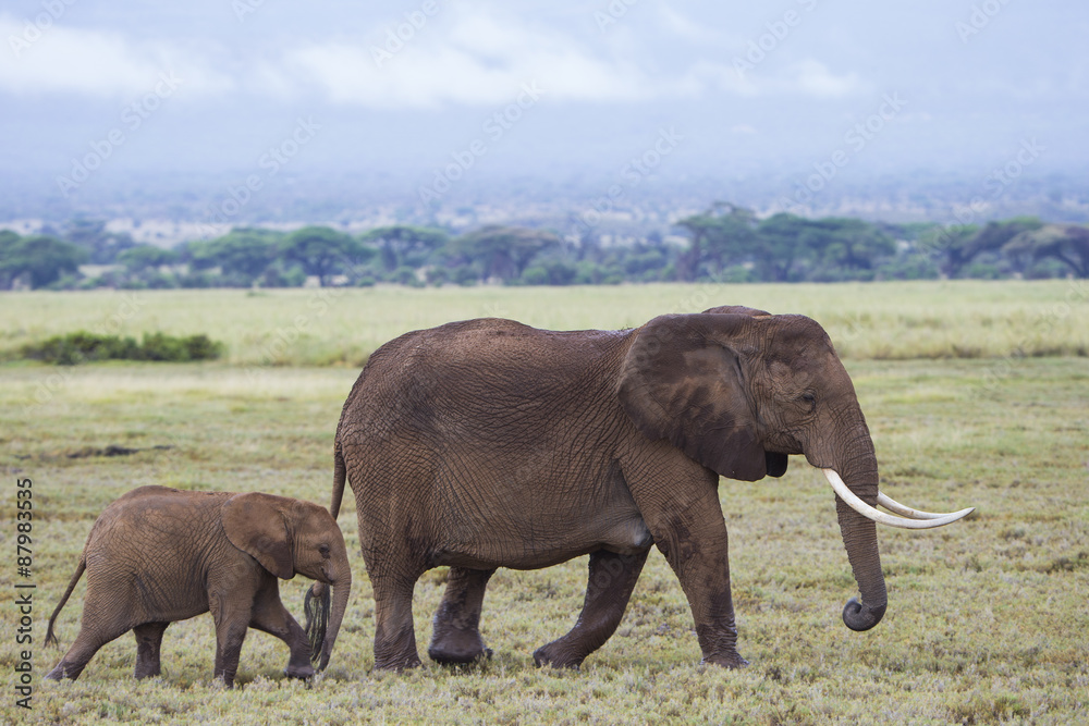 Elefant mit Kalb