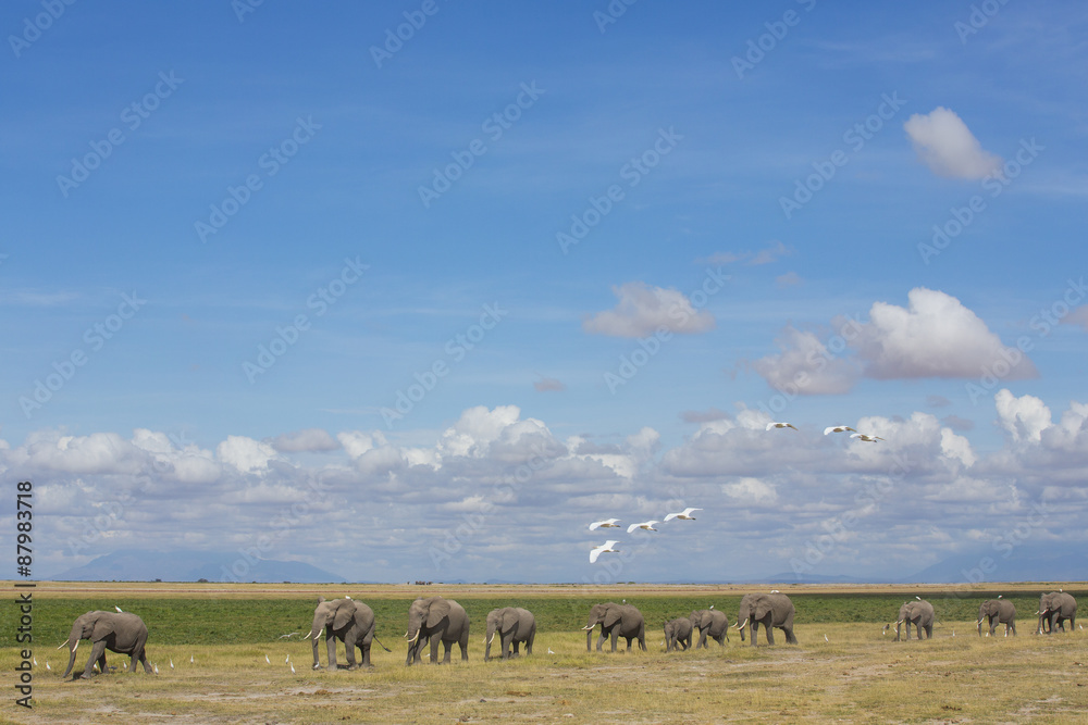 Obraz premium Elefantenherde