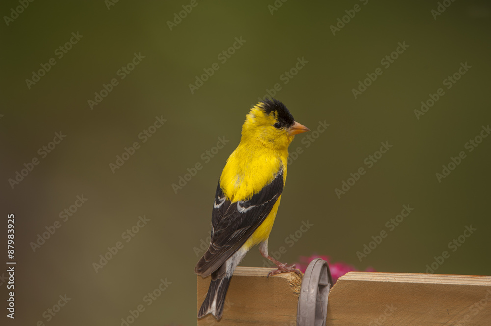 Fototapeta premium GOLDFINCH PHOTO