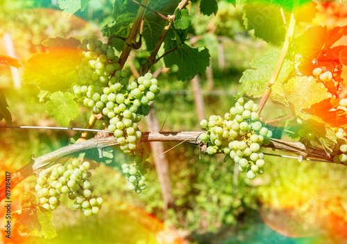 Grapes with green leaves on the vine outdoors with sunbeams and