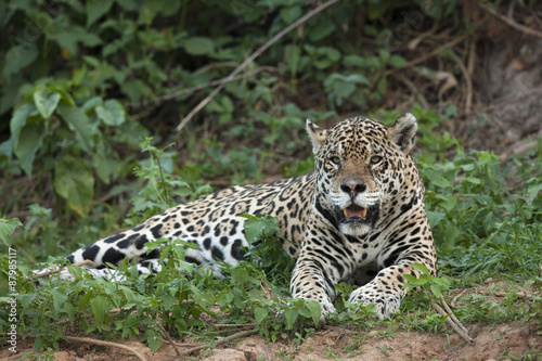 Jaguar beim Ausruhen © aussieanouk