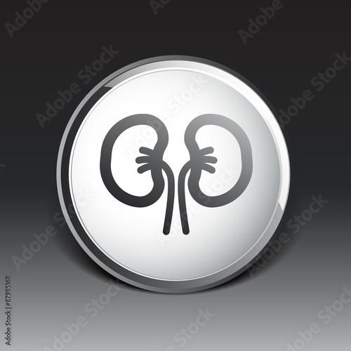 kidney icon isolated human two vein white medical 