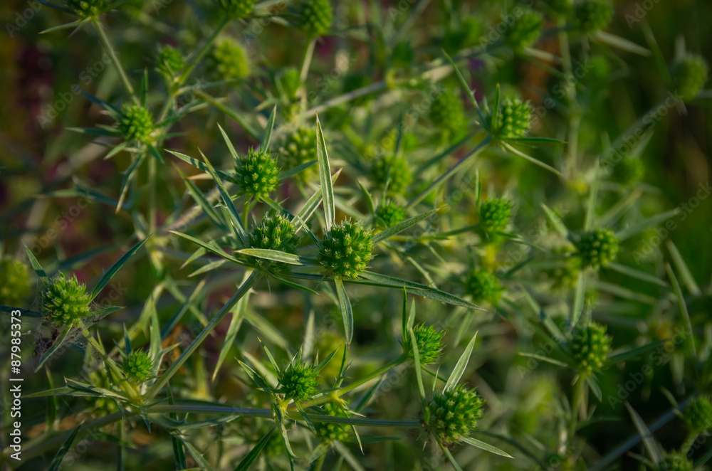 Green field prickly purple plant