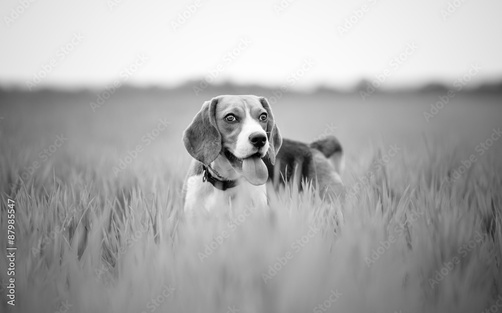 beagle dog in nature - black and white with copy space beagle dog in nature - black and white with copy space
