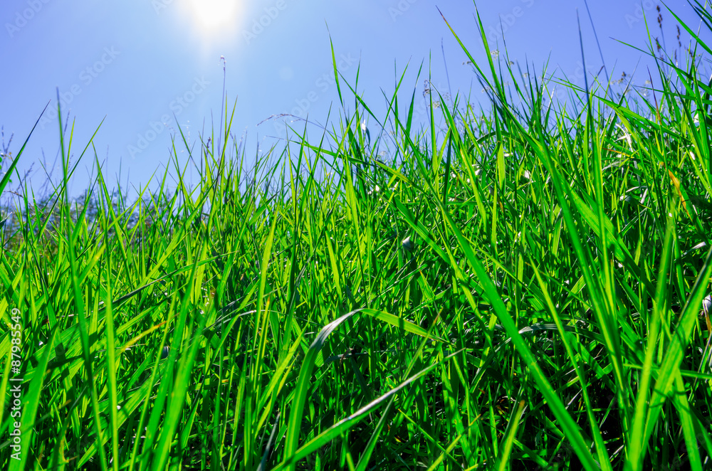 Fototapeta premium Beautiful green grass