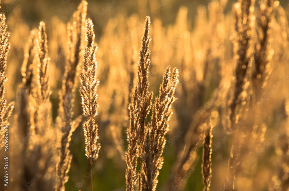 Fototapeta premium Beautiful yellow grass
