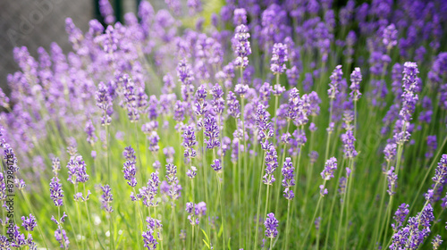 Lavender field background.