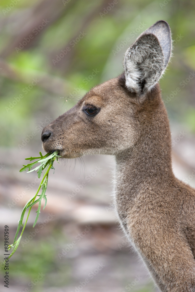 Fototapeta premium Känguru bei der Nahrungsaufnahme