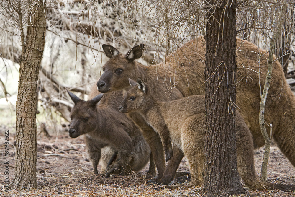 Naklejka premium Kängurufamilie
