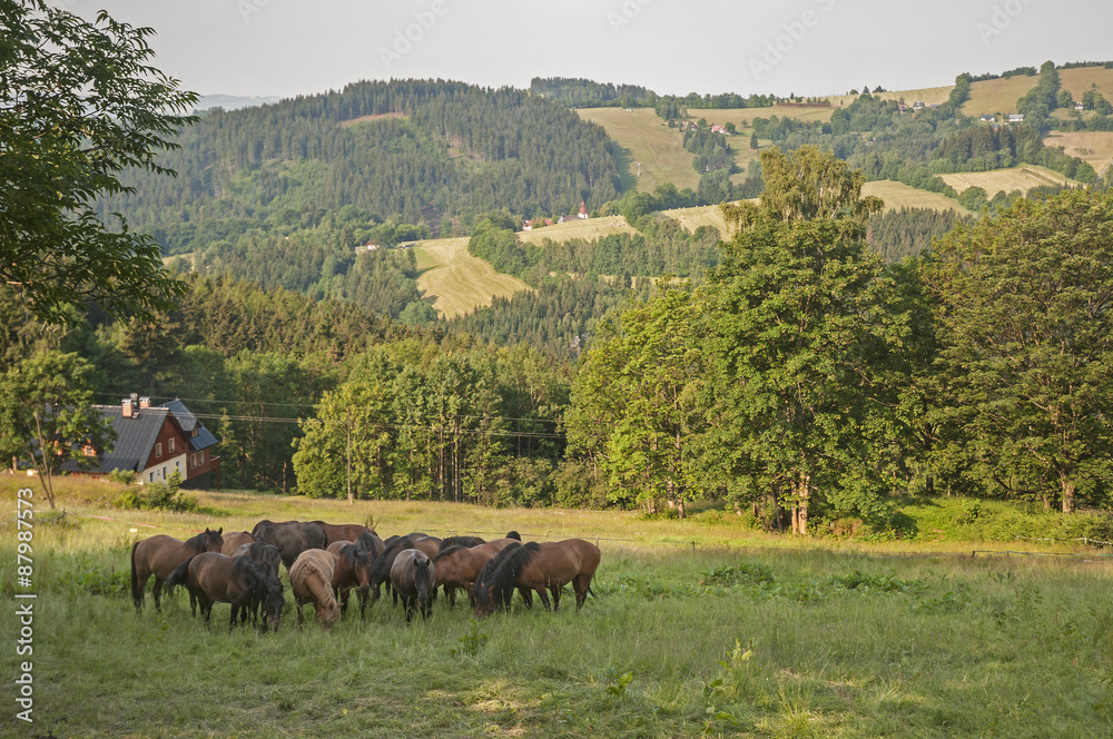 Animals of farm