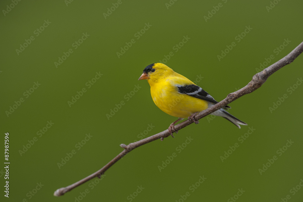 American Goldfinch