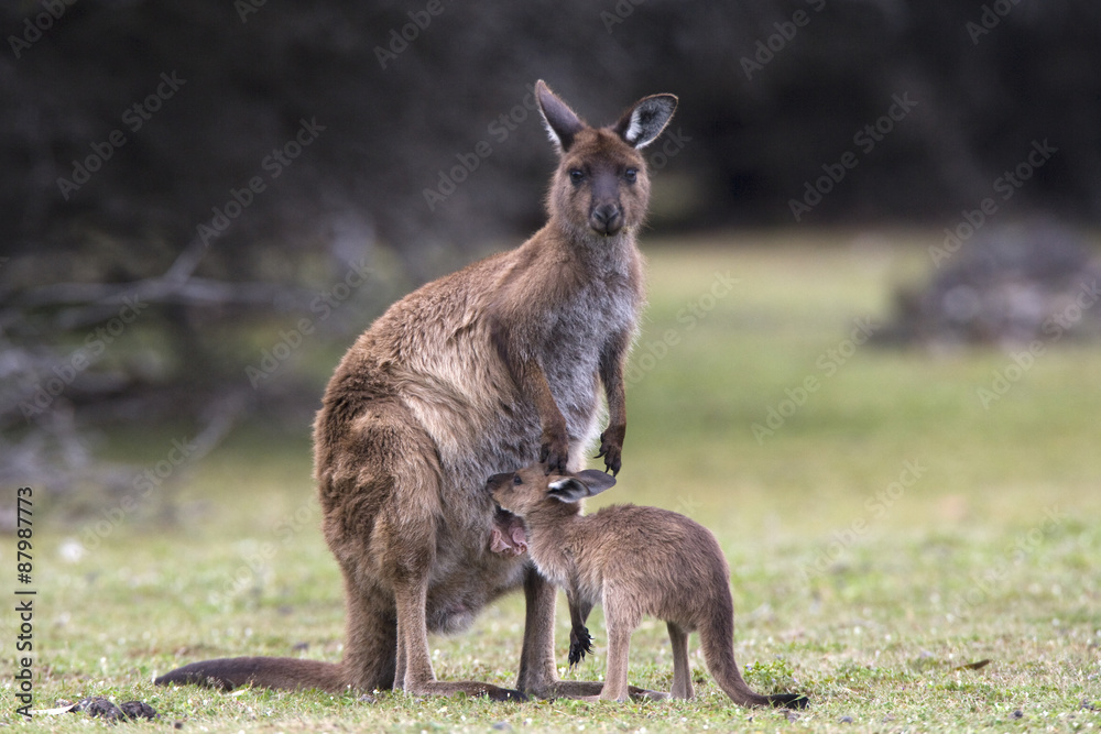 Känguru klettert in den Beutel