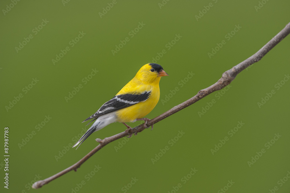 American Goldfinch