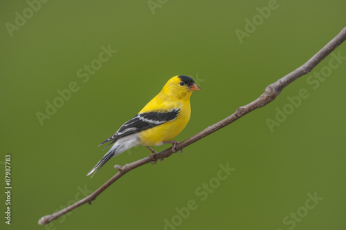 Leinwand Poster American Goldfinch